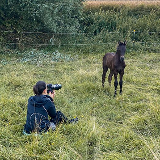 Foto: Annemarie Guse fotografiert ein Pferd.